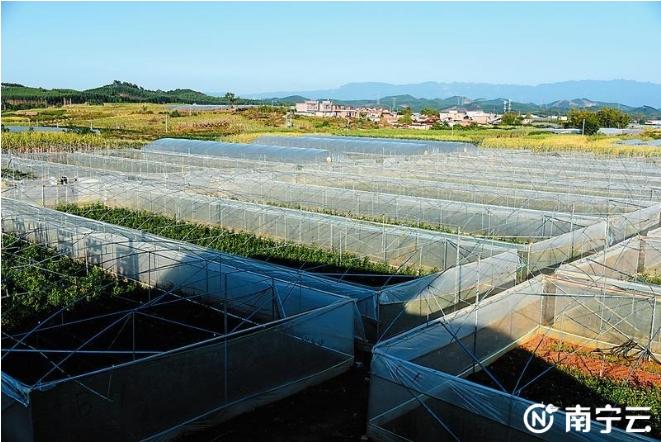 广西南宁振兴乡村科技助农,武鸣区乡村振兴基础建设项目