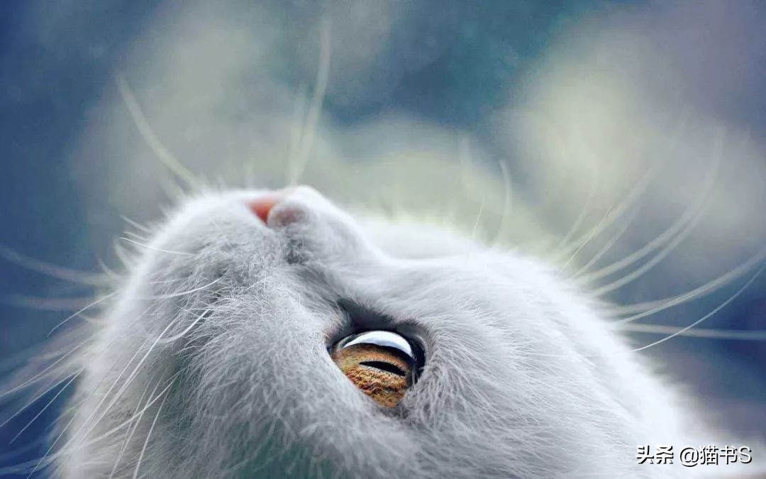 猫眼睛流泪怎么办？如何治疗、清理猫眼睛