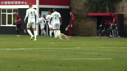 狂热球迷冲进赛场视频,狂热球迷冲进球场自述