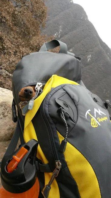 伸舌头的小鹿犬,爱洗澡的小鹿犬