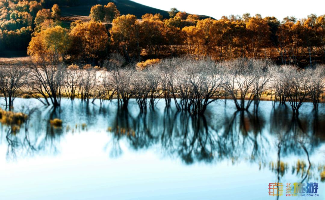 一到秋天，这里就美成了金色天堂！全世界独一份！