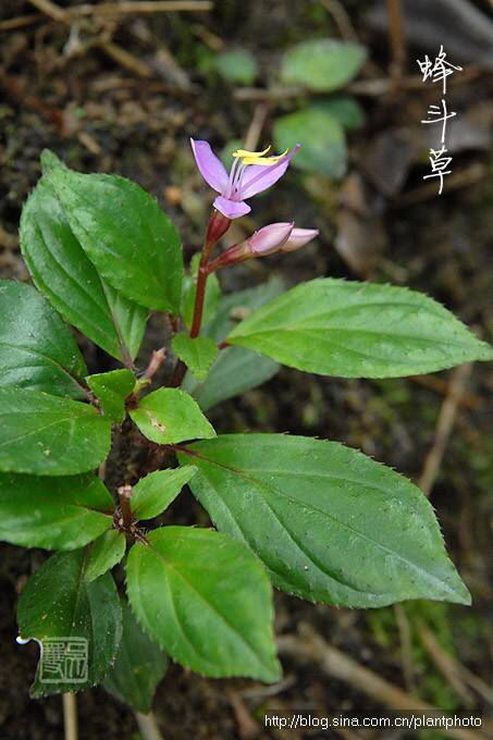 喉痧中药,喉痧吃什么中药