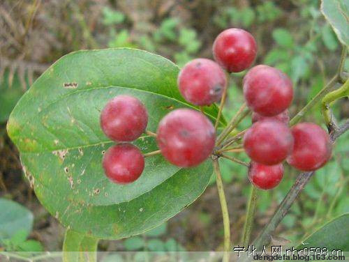 广西80后农村童年经典回忆,80后的童年回忆广西的农村生活