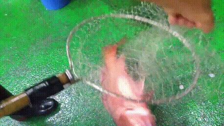 这些诱人的美食你吃过吗,世界上顶级海鲜大全你吃过几种