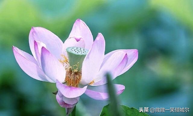 聪颖语录，哲学语录，短句子也适合做签名，发朋友圈，高格调！