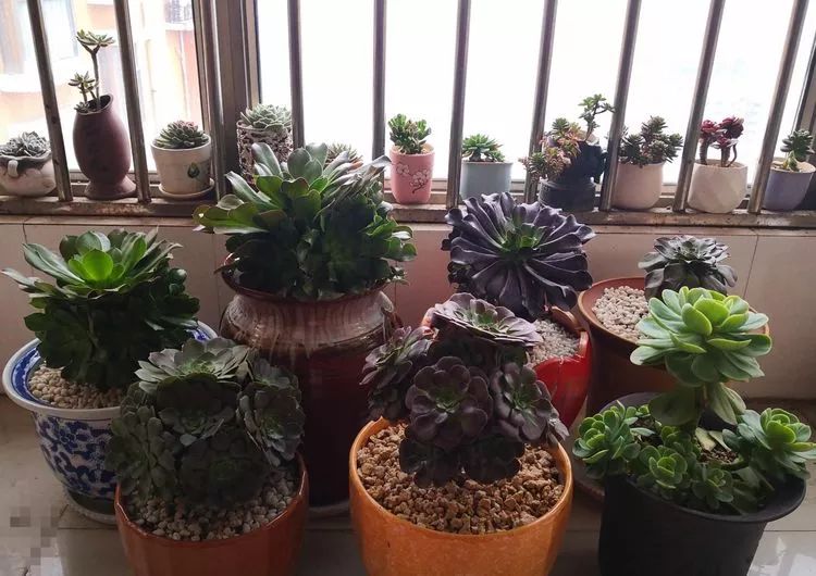 一花一叶一世界多肉,一花一世界多肉之美