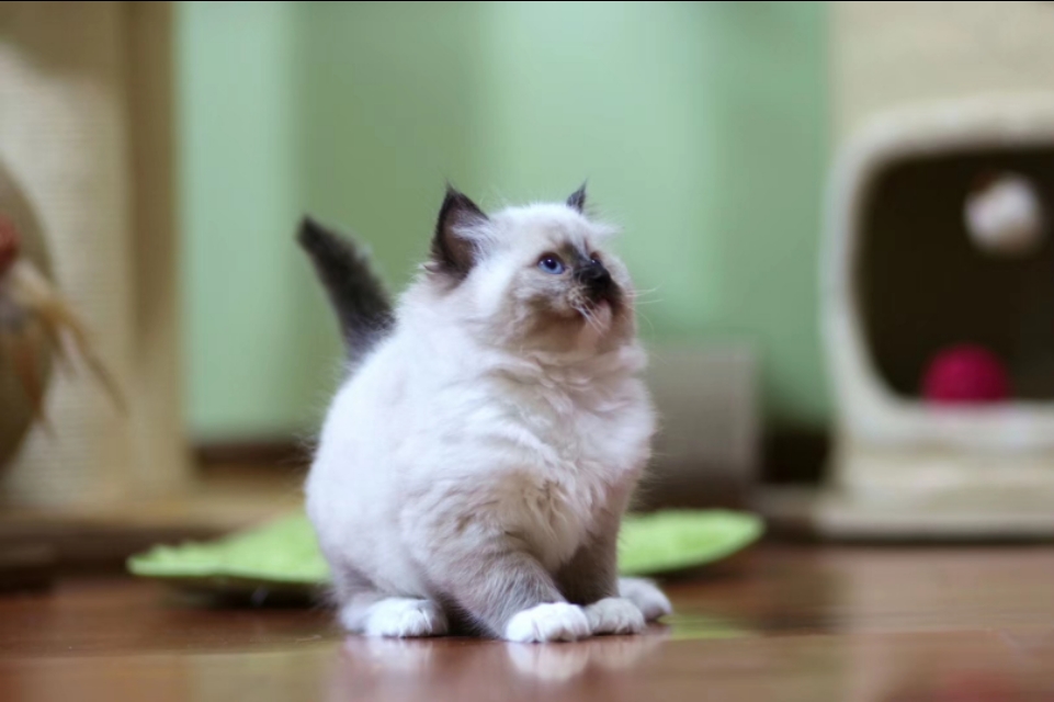 开猫舍店需要准备什么,开猫舍赚钱吗