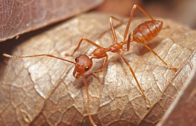 常见的蚂蚁图片,最常见的蚂蚁种类图片