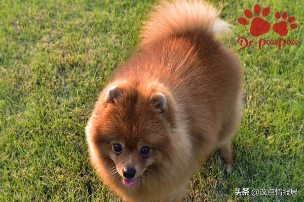 普安特：狗狗身体有臭味的原因一定要看