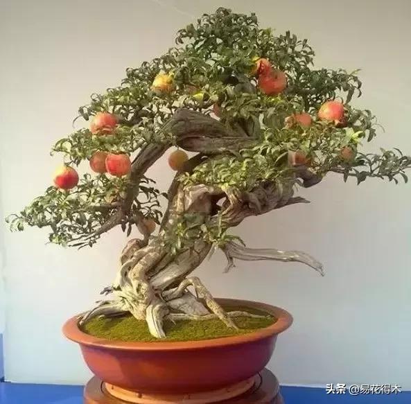 石榴盆景教程,石榴盆景养护小视频