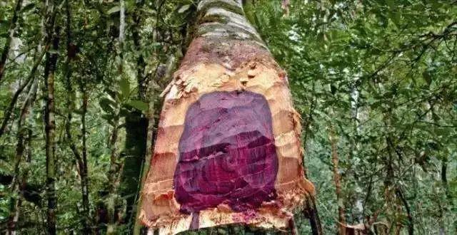 红木十大知名品牌有哪些呢,教你识别红木家具