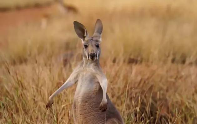 澳洲保健品介绍一览表,为什么澳洲保健品被认可