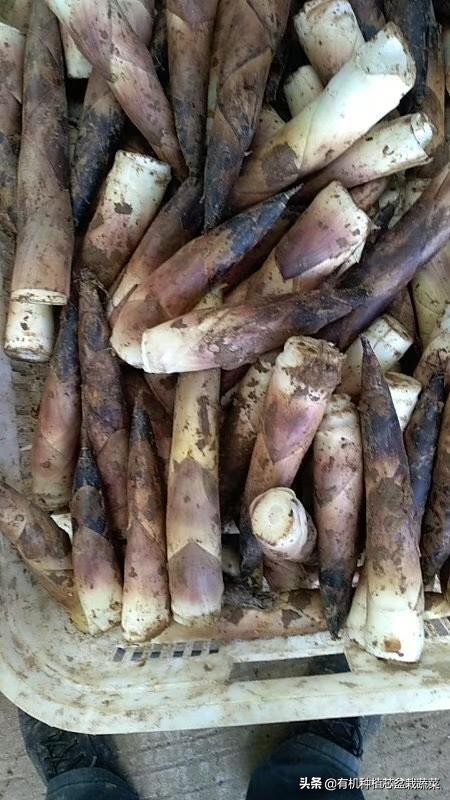 古今名人谈吃笋，挖掘春笋美食文化、打造特色主题餐厅