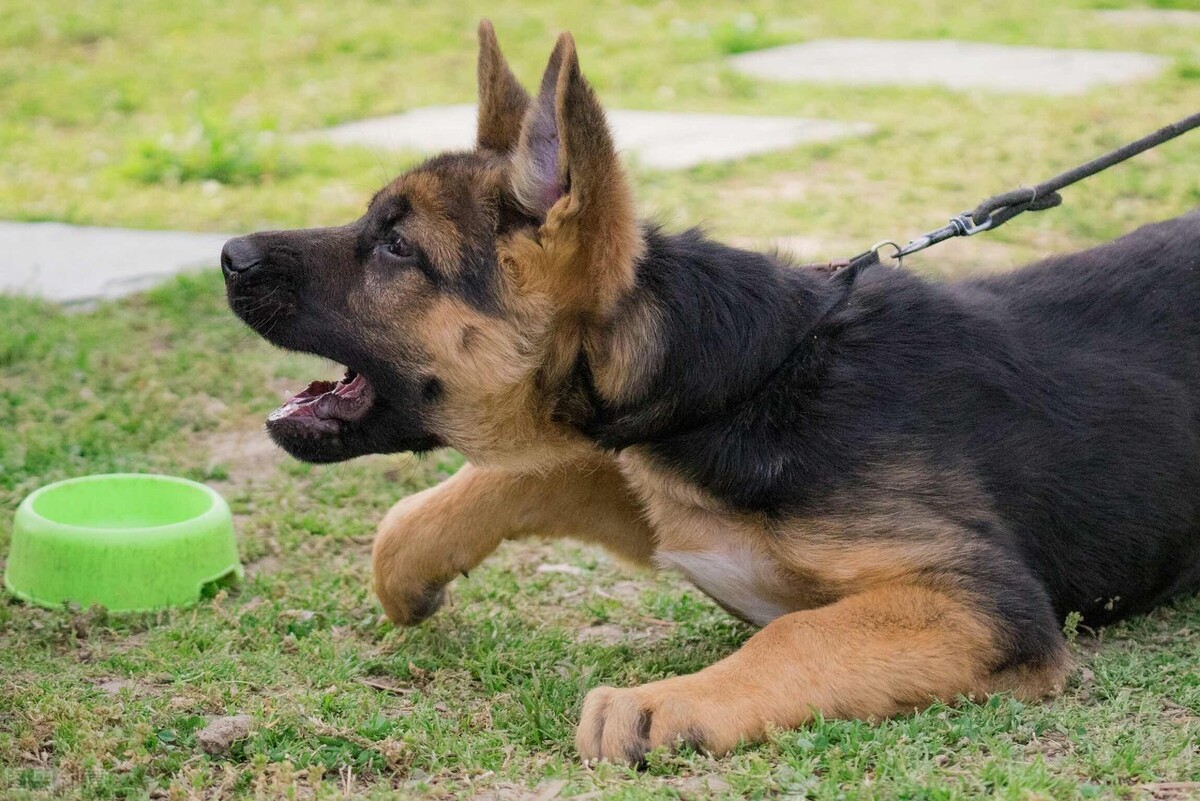 三个月德牧怎样喂肥,德牧犬太瘦了怎么喂