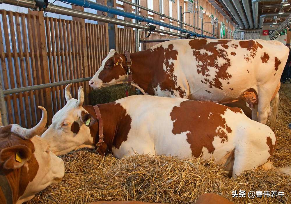 刚出生的小牛犊子喘怎么办,初生小牛犊喘怎么治疗用什么药