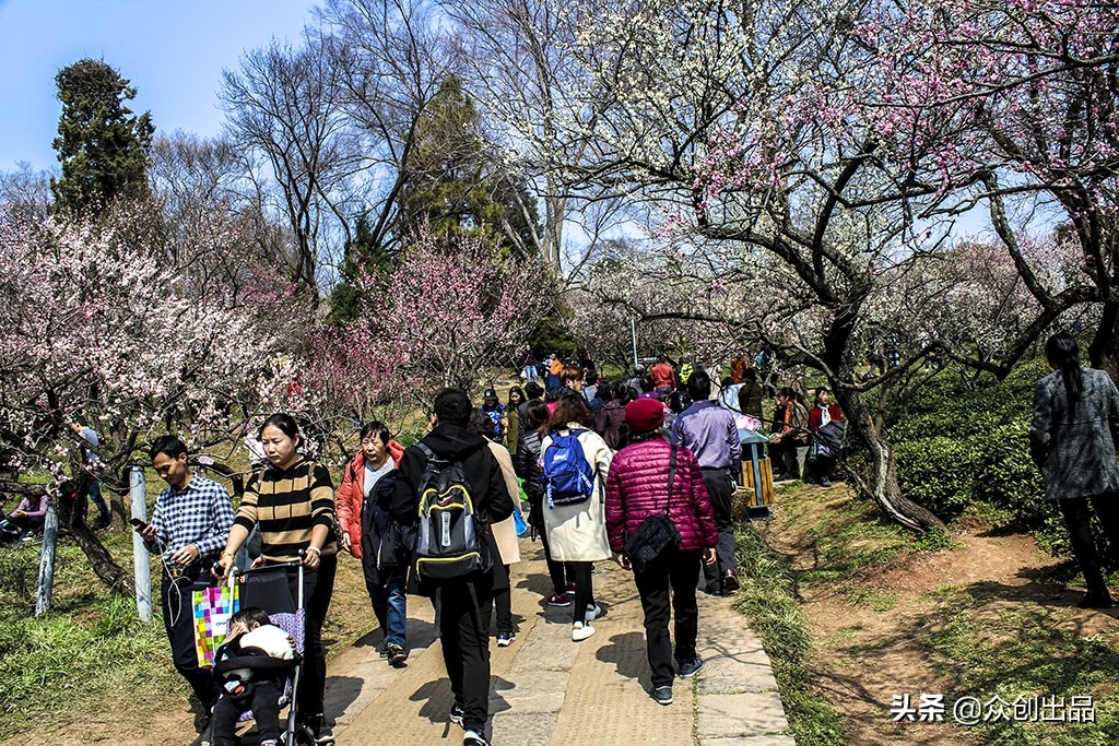 南京第一梅山,南京梅山和梅花山