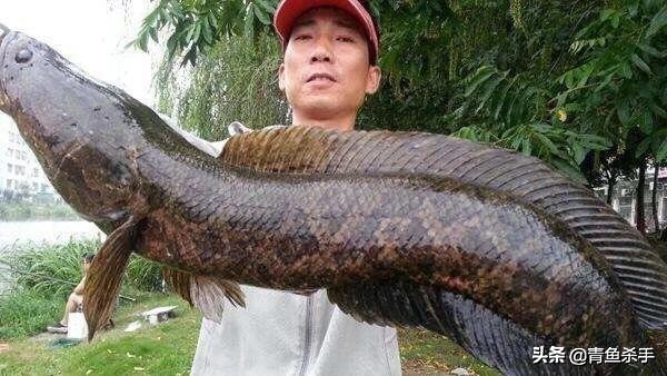 雷强钓黑鱼技巧教学视频,雷强钓黑鱼用什么饵