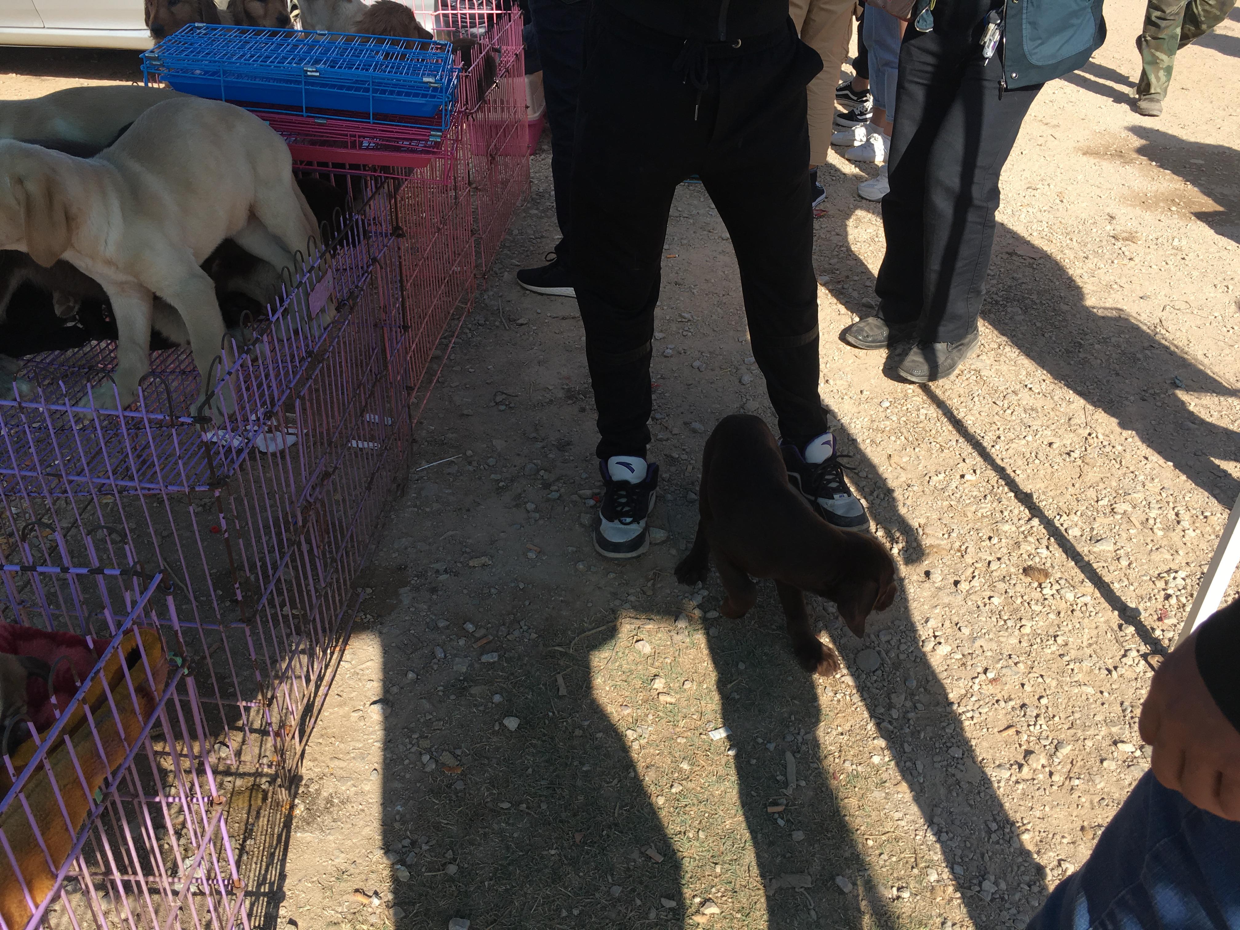 500元买一只拉布拉多,男子花4000买老头的拉布拉多