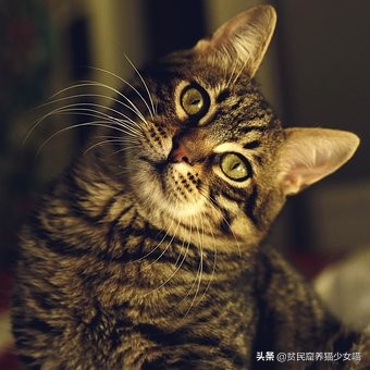 猫崽的颜色和猫妈妈一样吗,猫宝宝的颜色