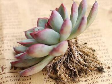 淡雪多肉砍头徒长后怎么处理,多肉室内养徒长怎么办