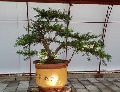 红豆杉盆景制作技巧视频,红豆杉盆景有什么造型