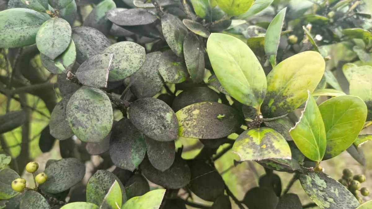 煤污病用哪些农药可以防治,葡萄煤污病防治最好的方法