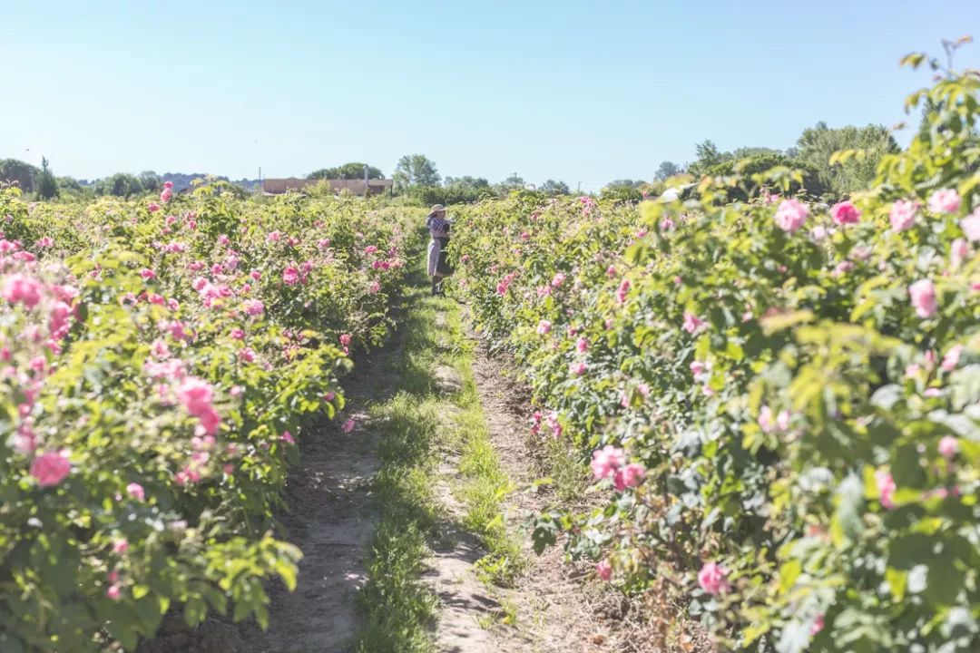 一篇文章带你了解法国香水