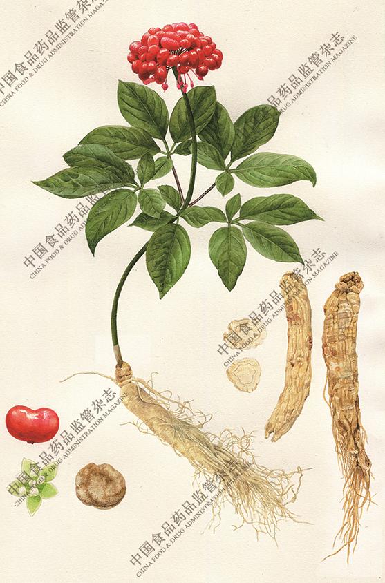 本草图谱人参,历代本草对人参的论述