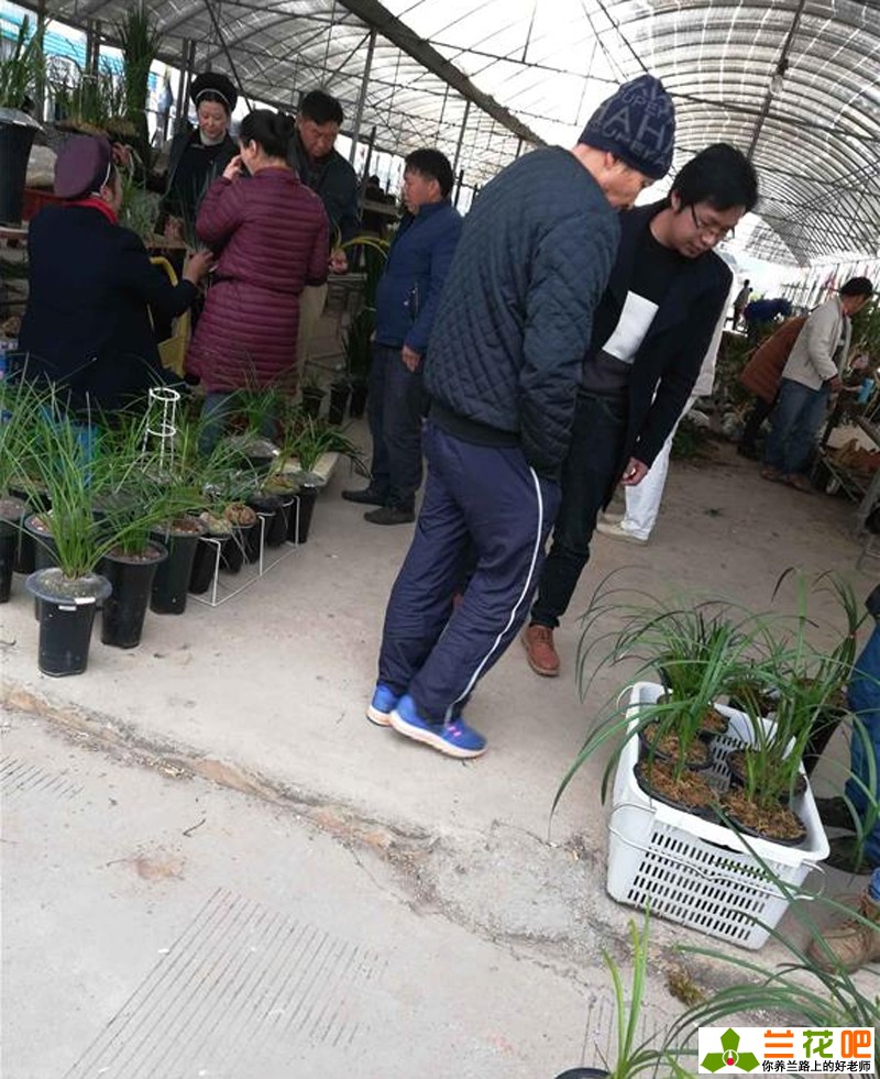 兰花买卖视频,云南兰花最新交易价格