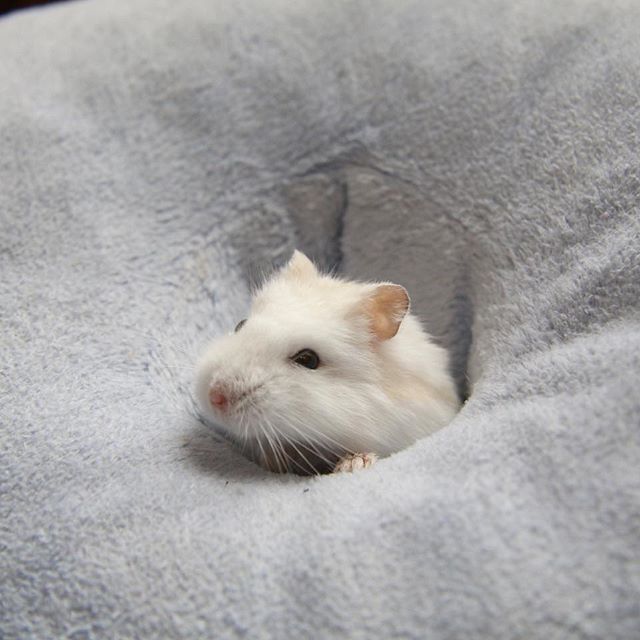 仓鼠钻进洞口不出来,仓鼠钻进洞里面不出来怎么办