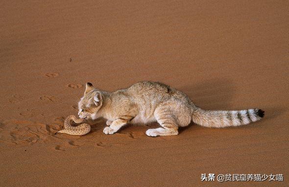 猫咪怕水怎么吃鱼,猫不会捕鱼它是怎么知道鱼好吃的