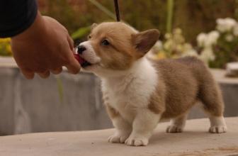 怎样喂狗狗狗狗不挑食,怎样喂狗狗不肥而不缺营养