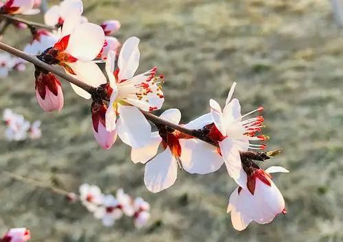 太原迎泽公园3月份看花,迎泽公园看花