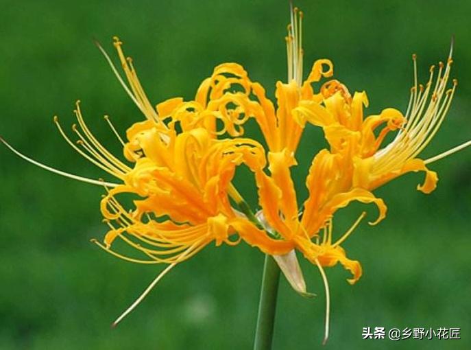 忽地笑和彼岸花哪个好看,彼岸花和忽地笑区别