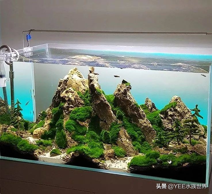 鱼缸没有鱼可以放硝化细菌吗,鱼缸没有硝化细菌可以用过滤器吗