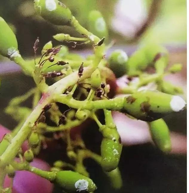 葡萄药害的原因和防治,葡萄药害的缓解和补救措施