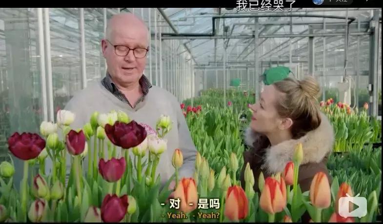 世界第一鲜花市场视频,bbc探秘墨西哥毒品战争
