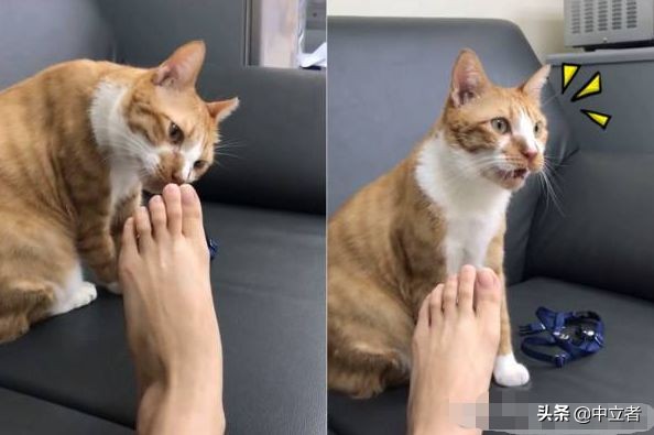 猫咪舔塑料袋是啥原因,猫咪舔人手代表什么意思