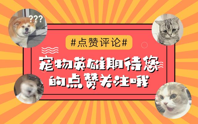 狗狗爱吃猫粮是什么原因,狗狗爱吃猫粮怎么办