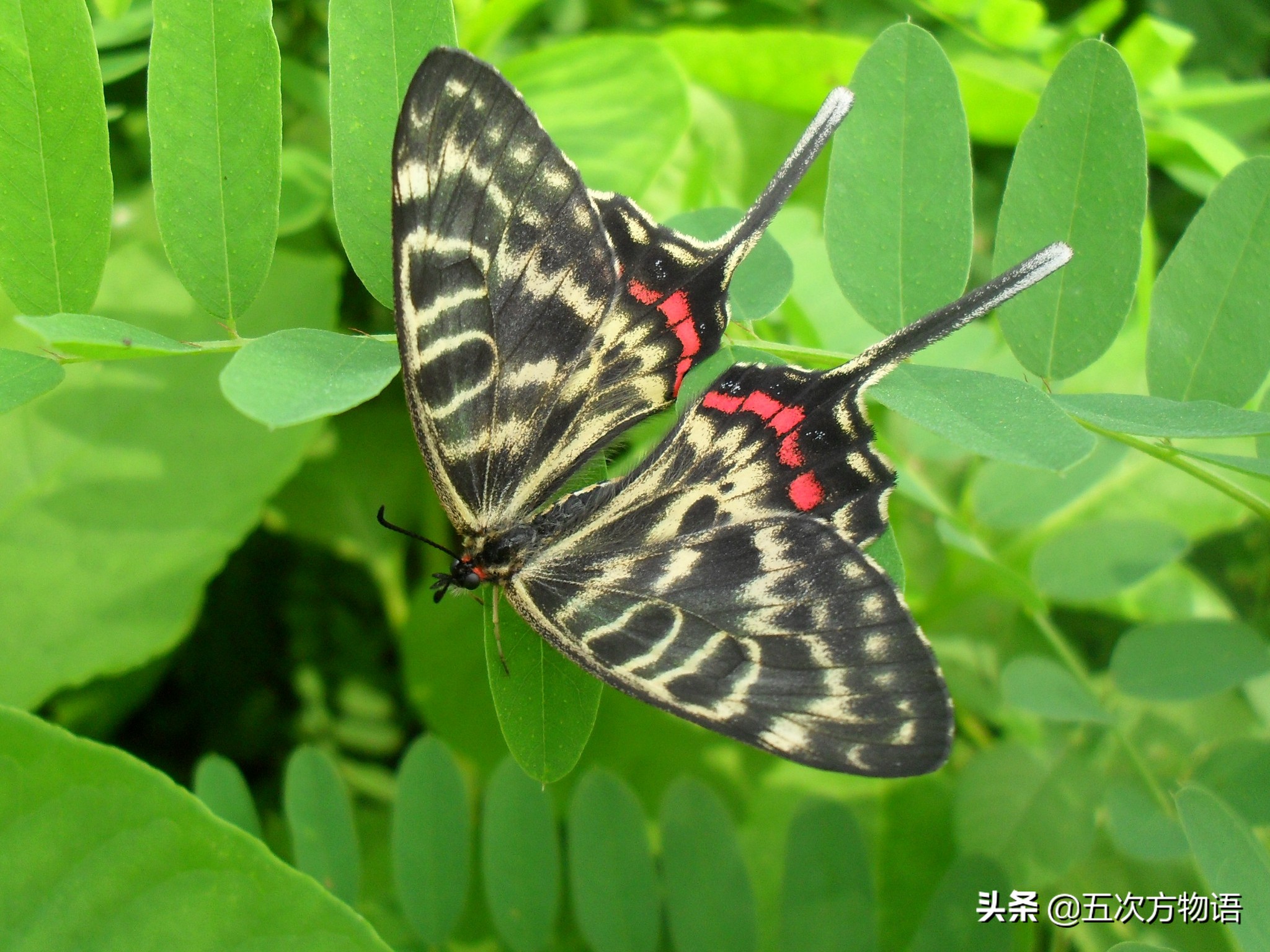 青岛蝴蝶图片,中国常见蝴蝶图鉴电子版图文