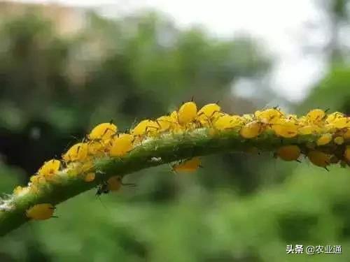 家庭防治虫害的最佳方法,自制蔬菜种植除虫小妙招