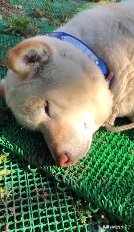 狗狗不谨慎被蝮蛇咬了，脸肿成包子，网友一看照片全笑歪