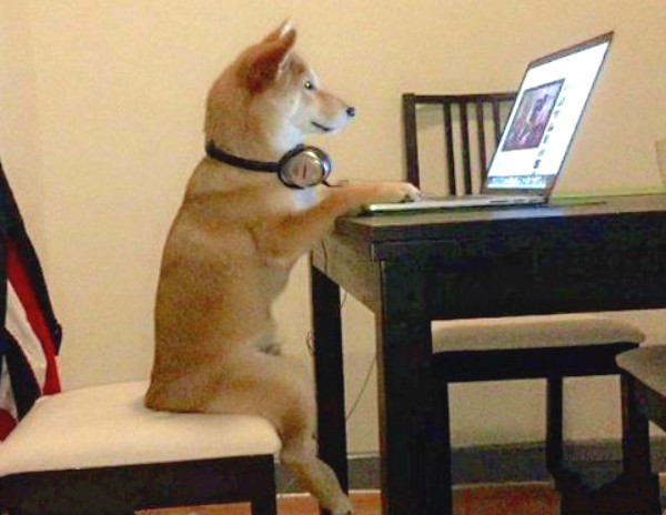 柴犬老是张嘴想咬人但又不是真咬,柴犬幼犬玩起来特别爱咬人怎么办