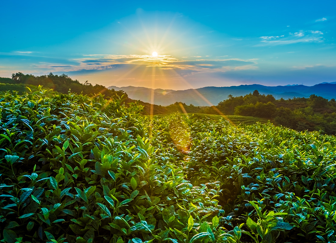 年轻人的第一款茶,年轻人的第1杯养生茶