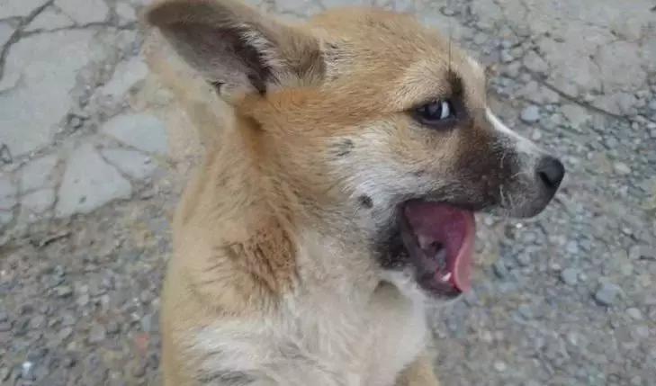 犬猫在什么情况下才会传染狂犬病,狂犬病是患病的猫才会传播的吗