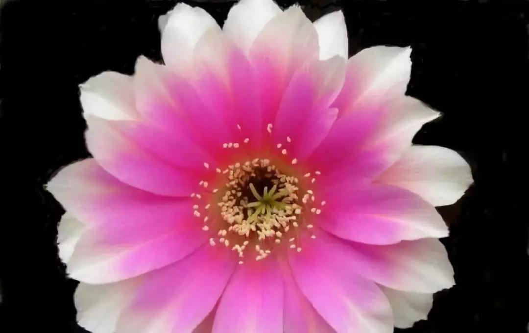 100种仙人球的品种视频,仙人球100种图片高清大图