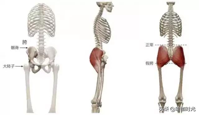 大腿粗，屁股肥，可能是假胯宽！全套矫正方案让你“又窄又瘦”