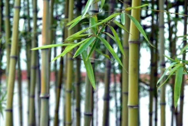 国画竹子怎么画简单又好看,竹子怎么画又简单又漂亮