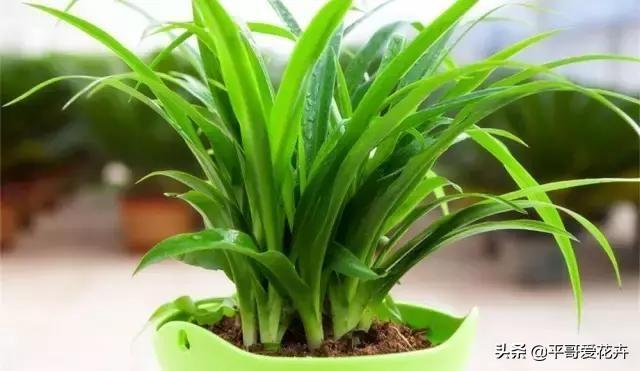 水培吊兰叶尖发黑可以剪掉吗,吊兰叶尖发黄怎么处理视频