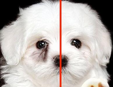 比熊犬泪痕严重怎么调理,比熊犬泪痕很严重怎么办